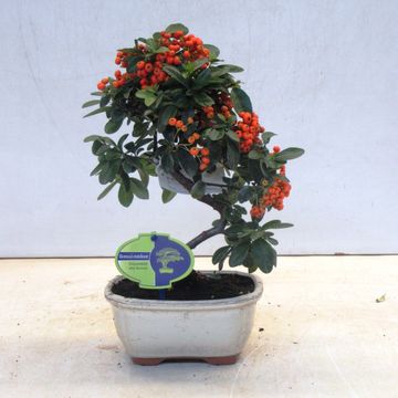 Pyracantha angustifolia