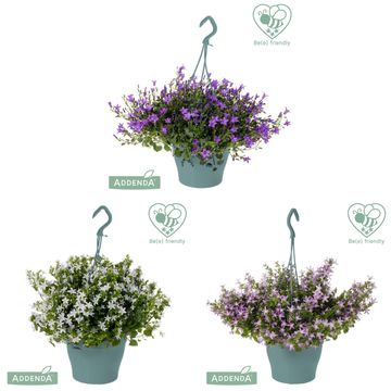 Campanula ADDENDA MIX