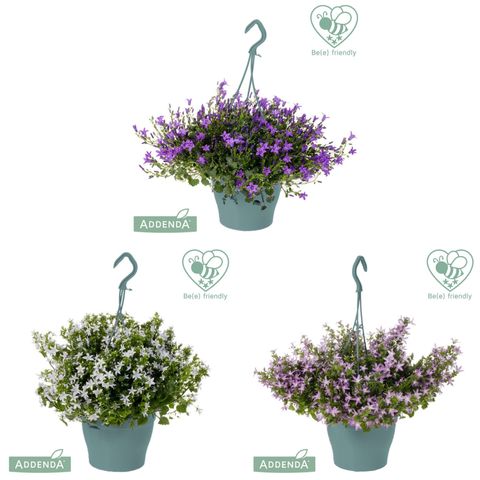 Campanula ADDENDA MIX