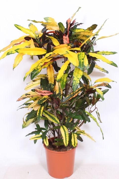 Codiaeum variegatum 'Mango'