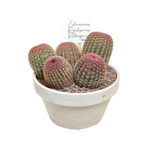 Echinocereus rigidissimus rubispinus