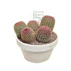 Echinocereus rigidissimus rubispinus