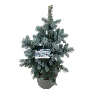 Picea pungens 'Koster'