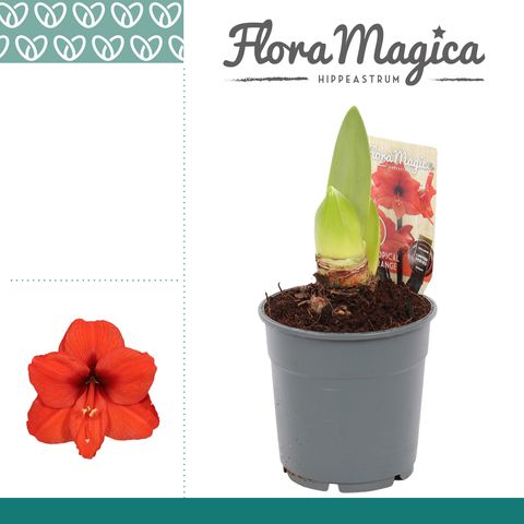 Hippeastrum 'Tropical Orange'