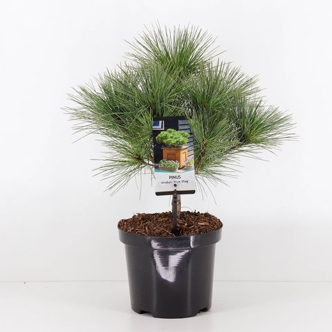 Pinus strobus 'Radiata'