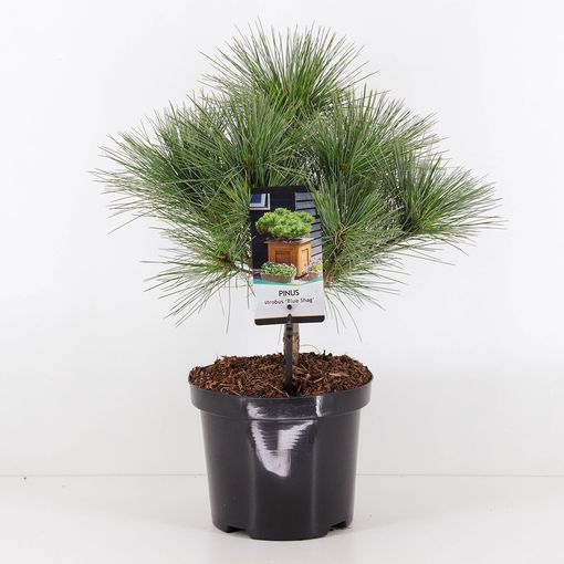 Pinus strobus 'Радиата'