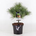 Pinus strobus 'Radiata'