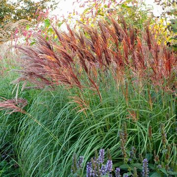 Miscanthus sinensis 'Red Chief'