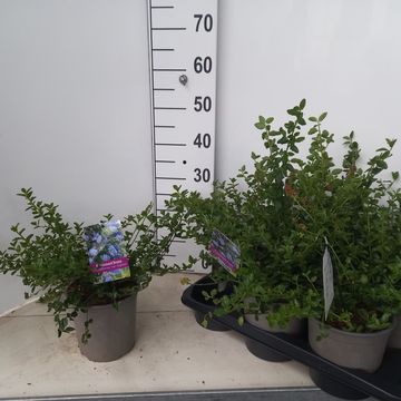 Ceanothus thyrsiflorus repens
