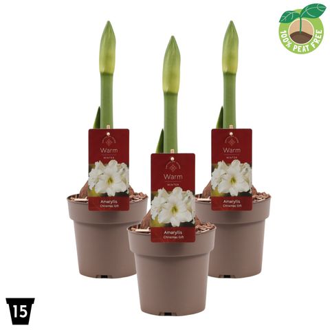 Hippeastrum 'Christmas Gift'