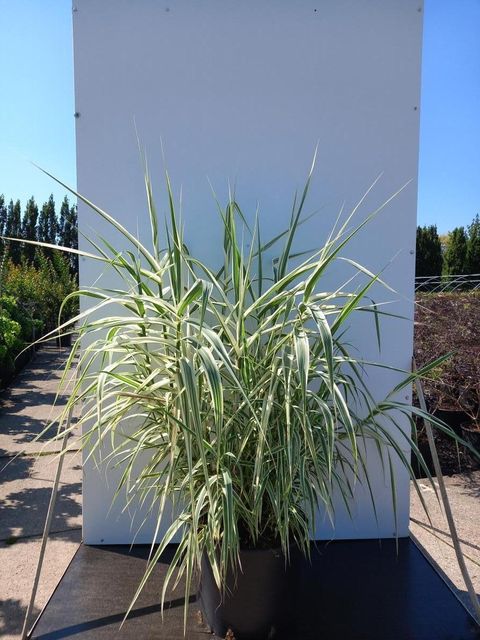 Arundo donax 'Aureovariegata'