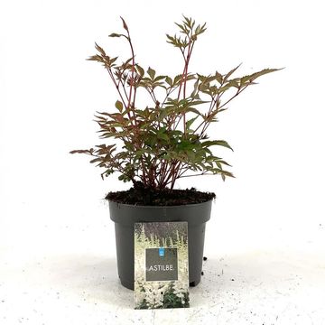 Astilbe 'Deutschland'