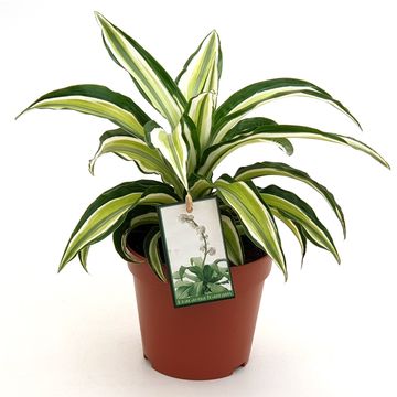 Dracaena fragrans 'Malaika'