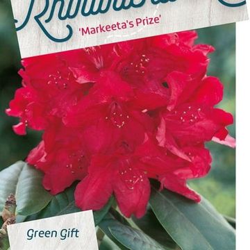 Rhododendron 'Markeeta's Prize'