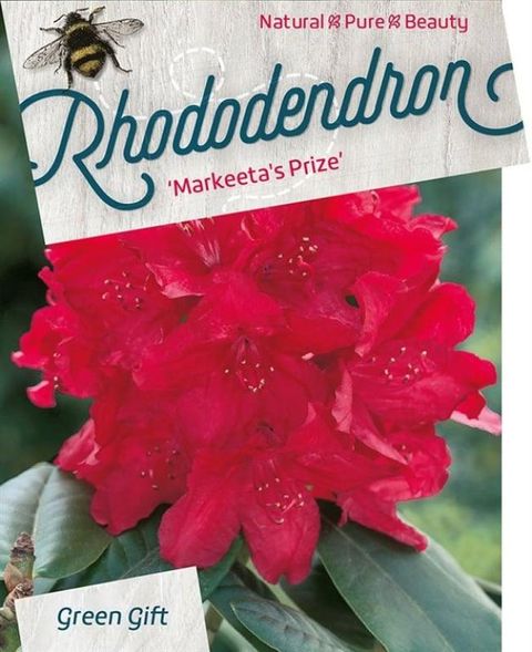 Rhododendron 'Маркитаз Прайз'