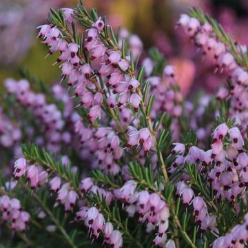 Erica x darleyensis 'Ghost Hills'