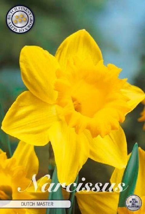 Narcissus 'Dutch Master'