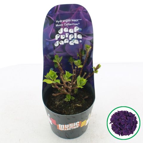 Гидрангея крупнолистная MUSIC COLLECTION DEEP PURPLE DANCE