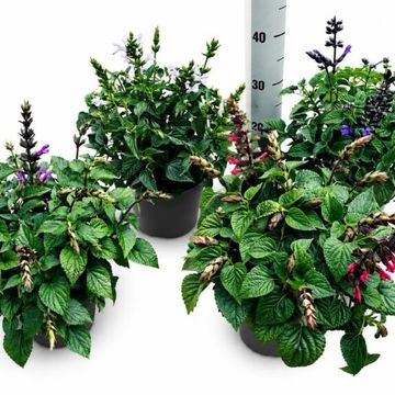 Salvia SALGOON MIX