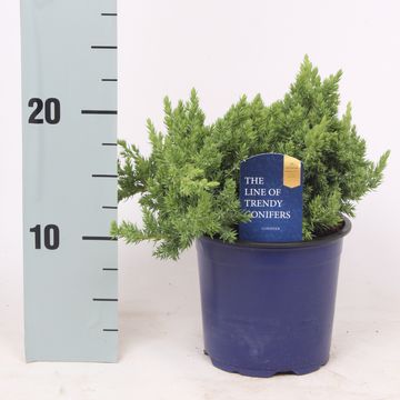 Juniperus procumbens 'Nana'