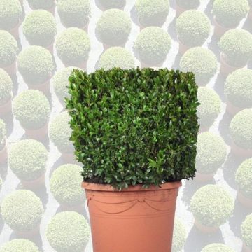 Buxus sempervirens