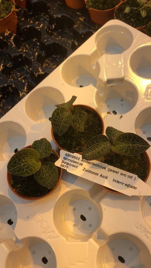 Anoectochilus formosanus