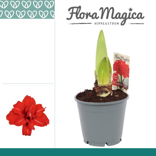 Hippeastrum 'Red Peacock'