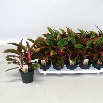 Aglaonema CRETE