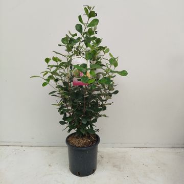 Acca sellowiana