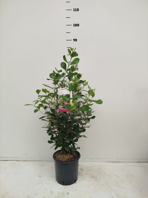Acca sellowiana