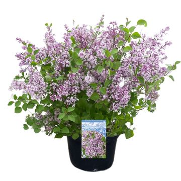 Syringa мейера FLOWERFESTA PURPLE