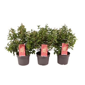 Symphoricarpos MAGICAL PINK CUSHION