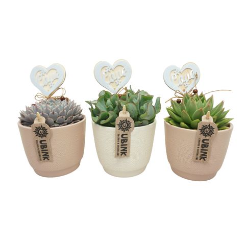 Succulents MIX IN POT