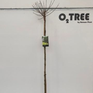 Acer campestre 'Nanum'