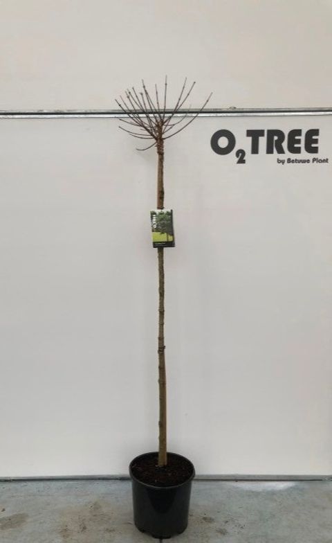 Acer campestre 'Nanum'