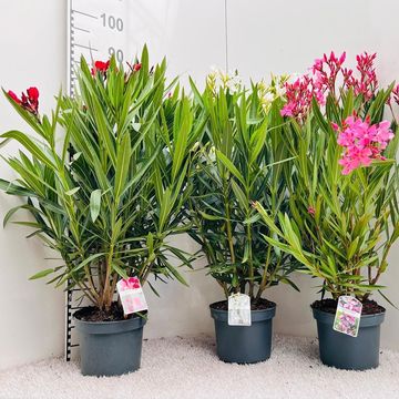 Nerium oleander MIX