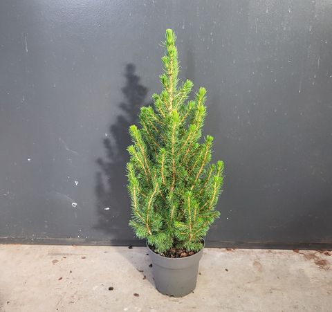 Picea glauca 'Conica'