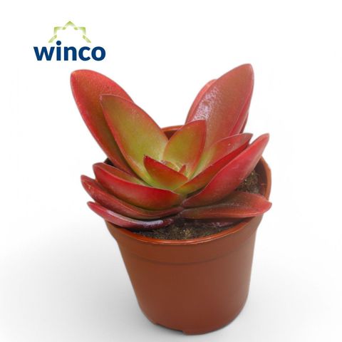 Crassula capitella 'Campfire'