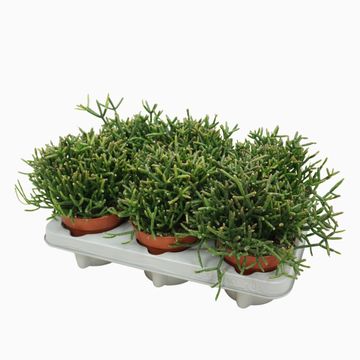 Rhipsalis burchellii