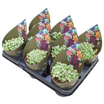 Fenestraria aurantiaca