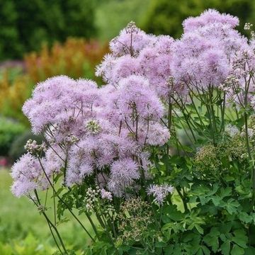 Thalictrum 'Cotton Candy'