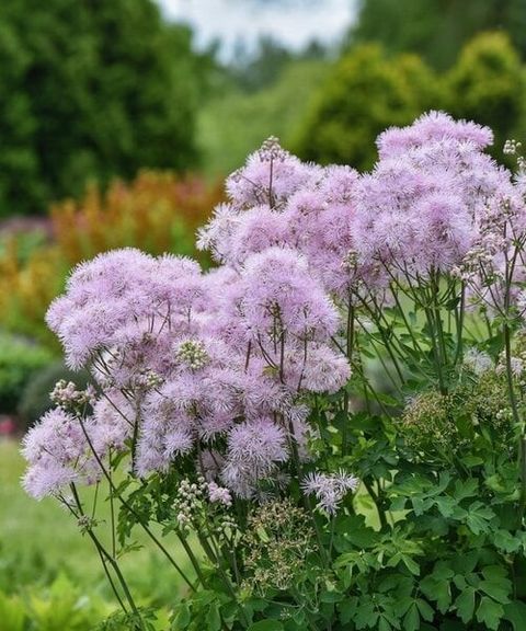Thalictrum 'Cotton Candy'