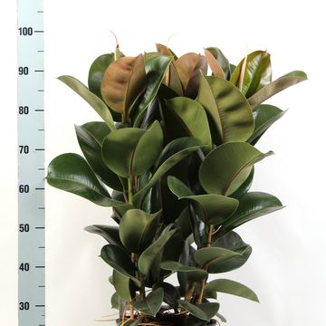 Ficus elastica CLOE