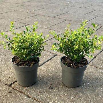 Ilex crenata 'Stokes'