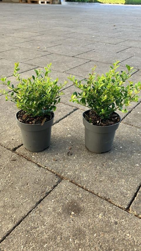 Ilex crenata 'Stokes'