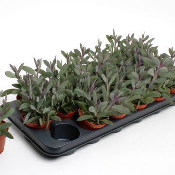 Senecio crassissimus