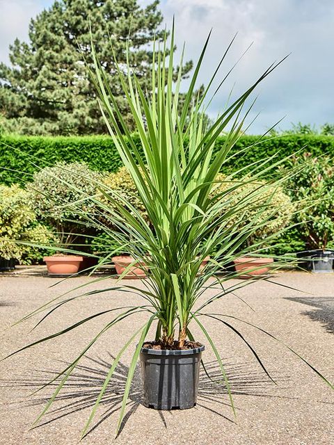 Cordyline australis