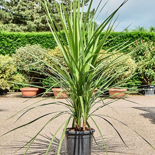 Cordyline australis