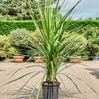 Cordyline australis