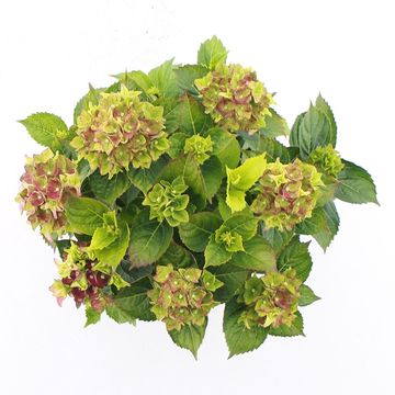 Hydrangea macrophylla ROYALTY COLLECTION LADY MATA HARI